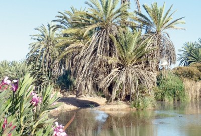 Oasis de Tighmert 